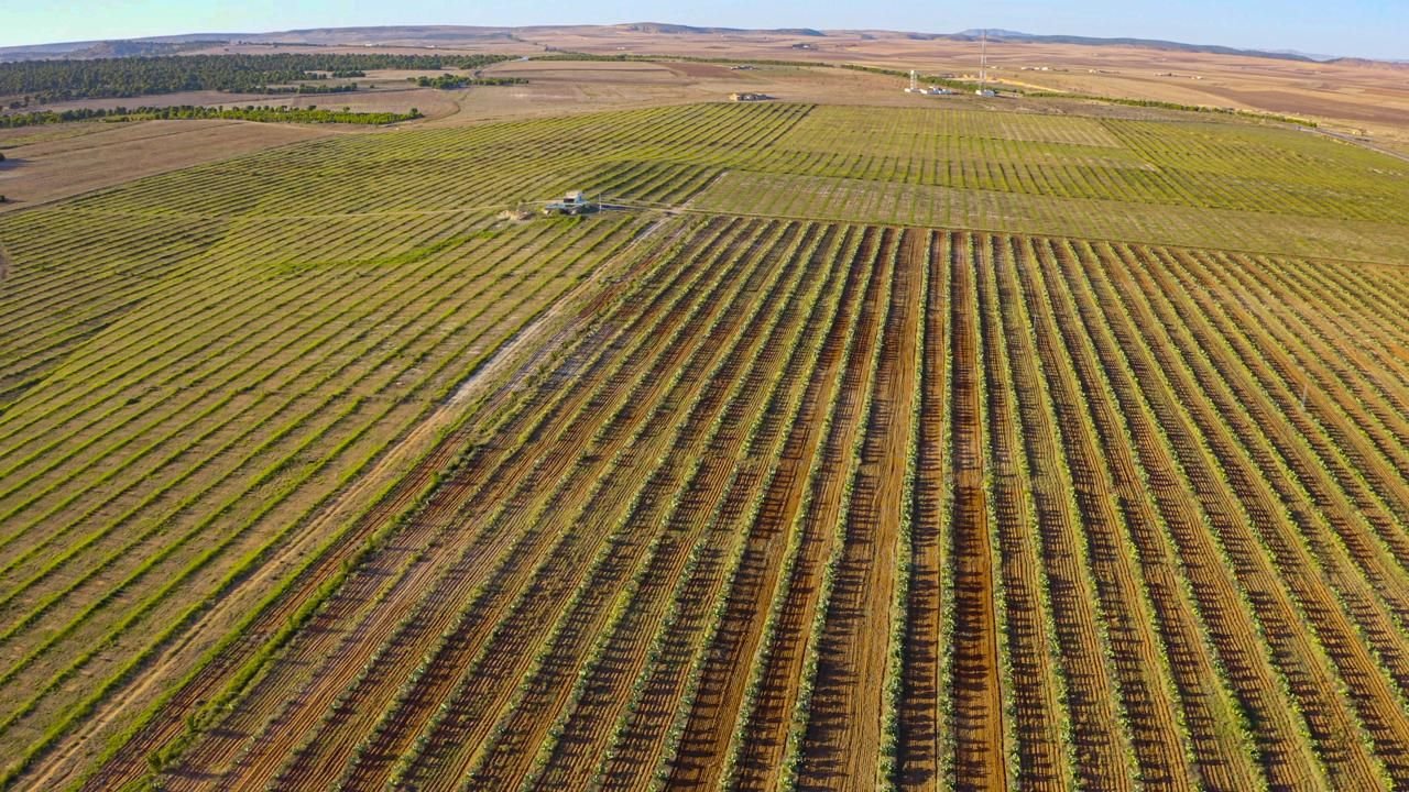Vue aérienne des oliveraies du Domaine Syrine sur le plateau de Thala
